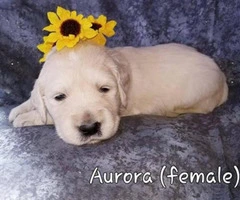 4 AKC Cream Golden Retrievers looking for caring owners - 4