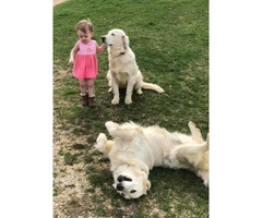 4 AKC Cream Golden Retrievers looking for caring owners - 7