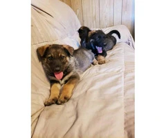 8 weeks old German Shepherd puppies needs a home