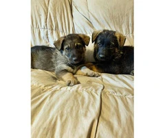 8 weeks old German Shepherd puppies needs a home - 2