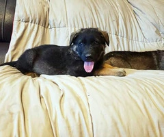 8 weeks old German Shepherd puppies needs a home - 3