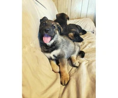 8 weeks old German Shepherd puppies needs a home - 4