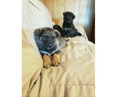 8 weeks old German Shepherd puppies needs a home - 5