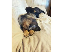 8 weeks old German Shepherd puppies needs a home - 7