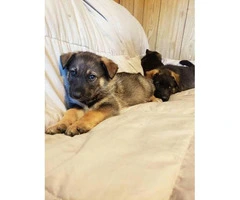 8 weeks old German Shepherd puppies needs a home - 8