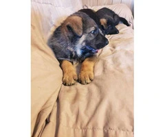8 weeks old German Shepherd puppies needs a home - 9
