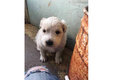 One male Komondor puppy for sale