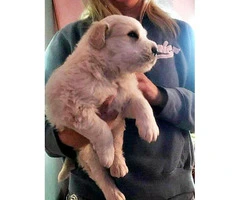 One male Komondor puppy for sale