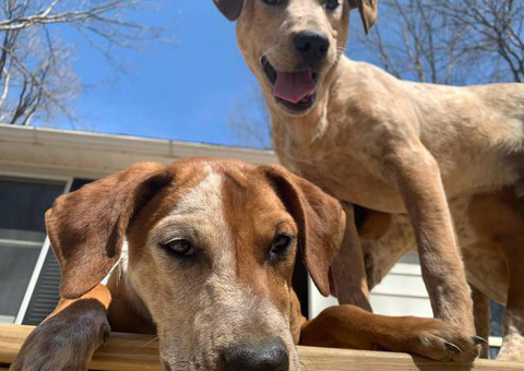 Redtick Coonhound Puppies looking for homes