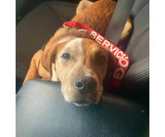 Redtick Coonhound Puppies looking for homes