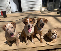 Redtick Coonhound Puppies looking for homes