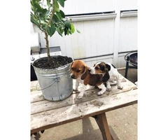 10 weeks Beagle Puppies