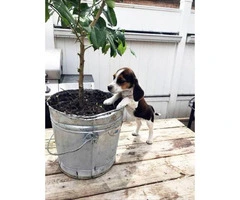 10 weeks Beagle Puppies - 2