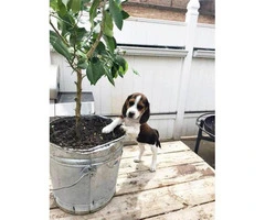 10 weeks Beagle Puppies - 3