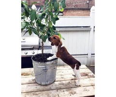 10 weeks Beagle Puppies - 4