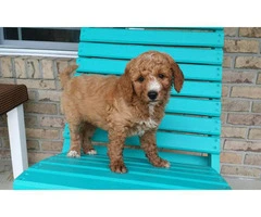 4 mini Goldendoodles available - 2