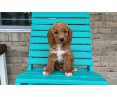 4 mini Goldendoodles available - 3