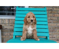 4 mini Goldendoodles available - 4