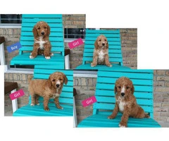 4 mini Goldendoodles available - 5