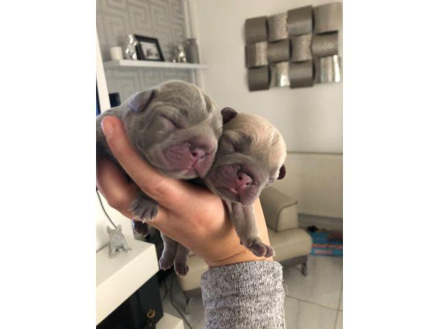 BeautifuL French Bulldog puppies in Gainesville, Georgia ...