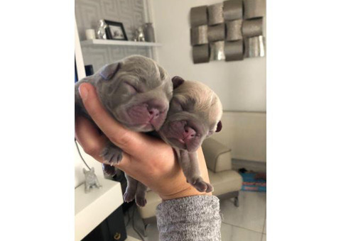 BeautifuL French Bulldog puppies