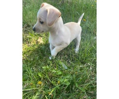 Two Chiweenie puppies left - 4