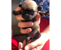 2 female pug puppies ready for re-homing - 2