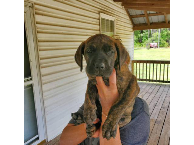 Two litters AKC Great Danes in Columbia, South Carolina ...