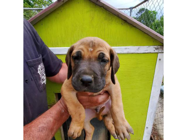 Two litters AKC Great Danes in Columbia, South Carolina - Puppies for