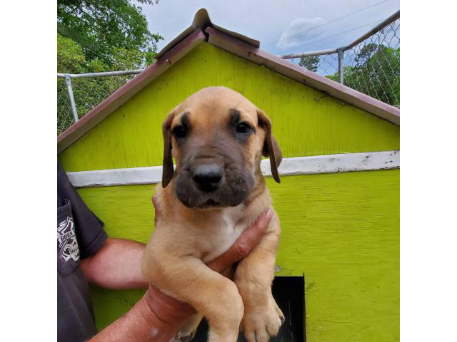 Two litters AKC Great Danes in Columbia, South Carolina - Puppies for