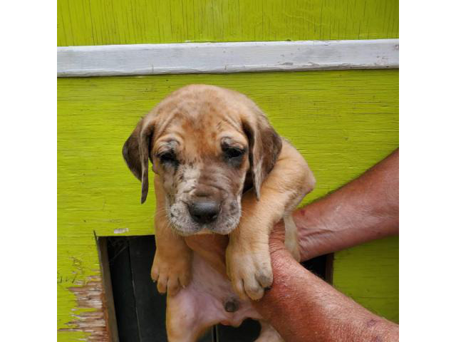 Two litters AKC Great Danes in Columbia, South Carolina - Puppies for