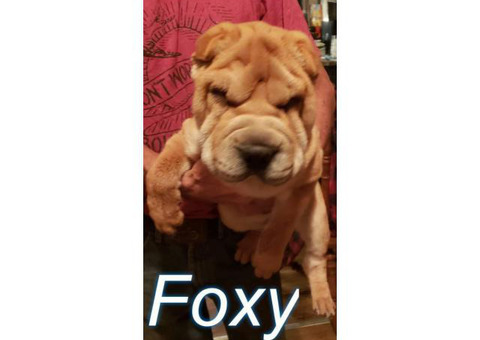 Lilac and red Shar Pei puppies