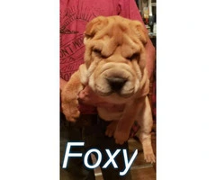 Lilac and red Shar Pei puppies