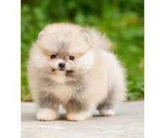 Gorgeous Pomeranian Boys and Girls puppies available...
