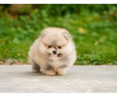 Gorgeous Pomeranian Boys and Girls puppies available... - 2