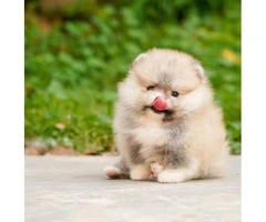 Gorgeous Pomeranian Boys and Girls puppies available... - 3