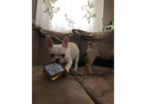 Four months old French bulldogs