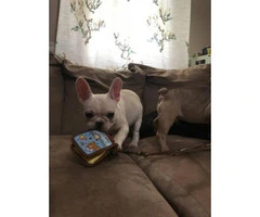 Four months old French bulldogs - 1