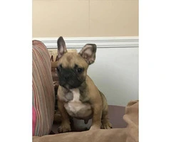 Four months old French bulldogs - 3