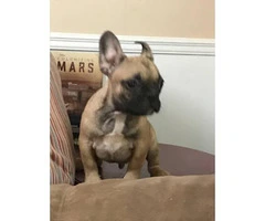 Four months old French bulldogs - 4