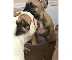 Four months old French bulldogs - 5