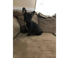 Four months old French bulldogs - 6