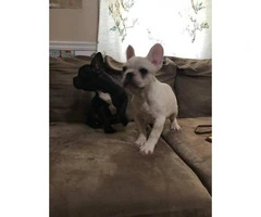 Four months old French bulldogs - 7