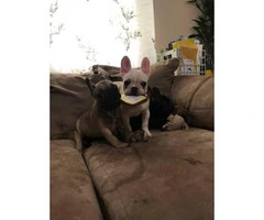Four months old French bulldogs - 8