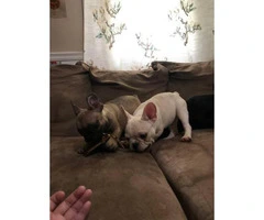 Four months old French bulldogs - 9