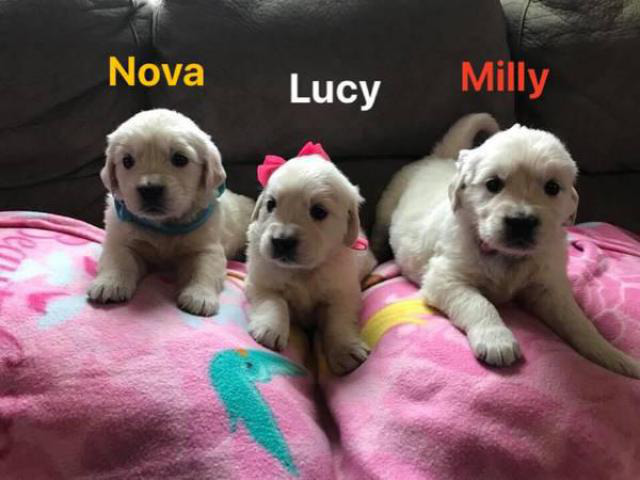 English Golden Retriever Puppies In Grove City Ohio Puppies For Sale Near Me