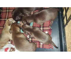 3 boys and 2 girls Chiweenie puppies