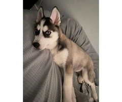 2,5-month-old Siberian husky puppy looking for a new home - 1