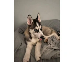 2,5-month-old Siberian husky puppy looking for a new home - 2