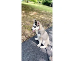 2,5-month-old Siberian husky puppy looking for a new home - 4